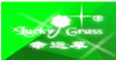 幸運草Lucky grass